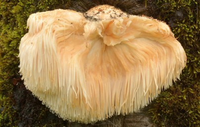 Hericium Hericium